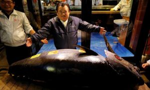 На аукционе в Токио продан тунец почти за $3,1 млн