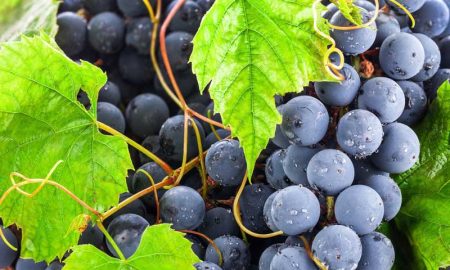 Виноград, виноградарство