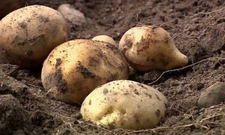 Картошка, картофелеводство