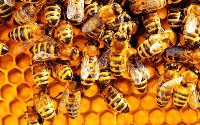 Пчелы, пчелиный мед, пчеловодство