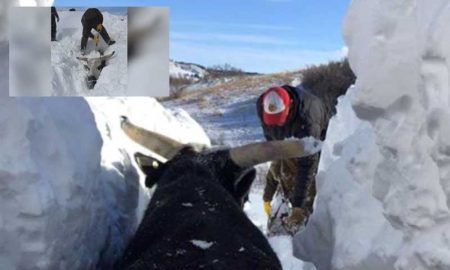 Из-за сильных снегопадов фермеры откапывают заживо погребенных в снегу коров