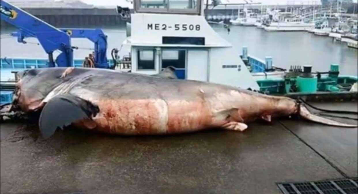 У Берегов Японии рыбаки выловили гигантскую белую акулу