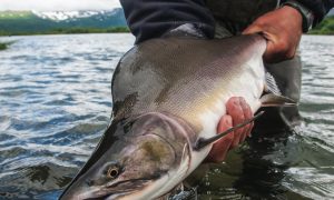 В Норвегии обеспокоились вторжением "русского лосося"