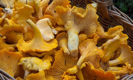 Сбор грибов, грибы лисички
