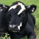 В Японии умерла первая в мире клонированная корова