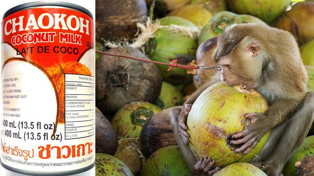 Ритейлеры объявили бойкот Chaokoh за использование труда обезьян