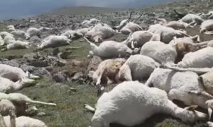 Удар молнии убил более 500 овец в Грузии