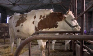 Клонированная российская корова впервые принесла потомство