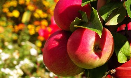 Садоводство, яблоки