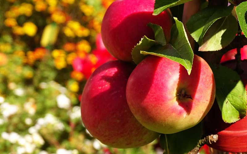 Садоводство, яблоки