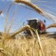 АПК, пшеница, сбор зерна