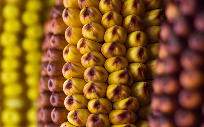 Генетики разобрались с феноменом покраснения кукурузы