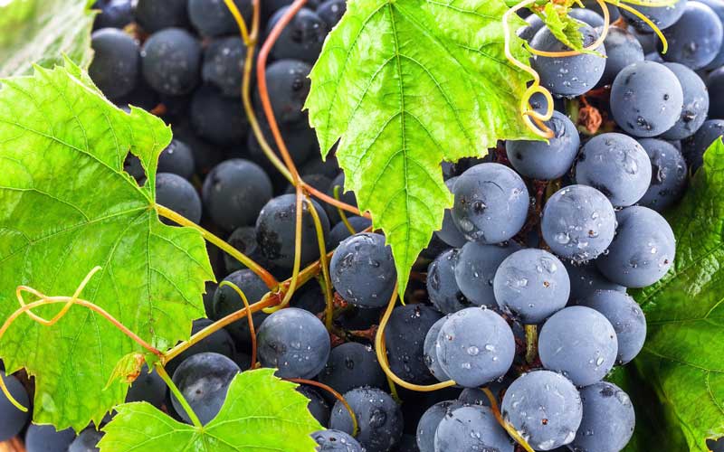 Виноград, виноградарство