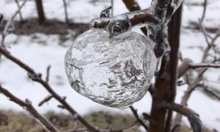 Мороз в США сотворил «призрачные» яблоки