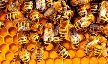 Пчелы, пчелиный мед, пчеловодство