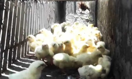 В Таиланде спасли цыплят из водостока