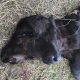 На американской ферме родился двухголовый теленок