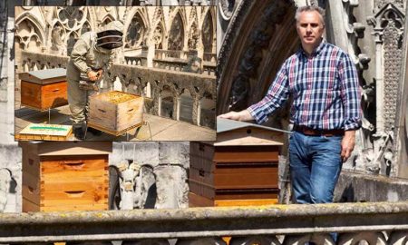 Во Франции озаботились судьбой пчел живших на крыше собора в Нотр-Даме