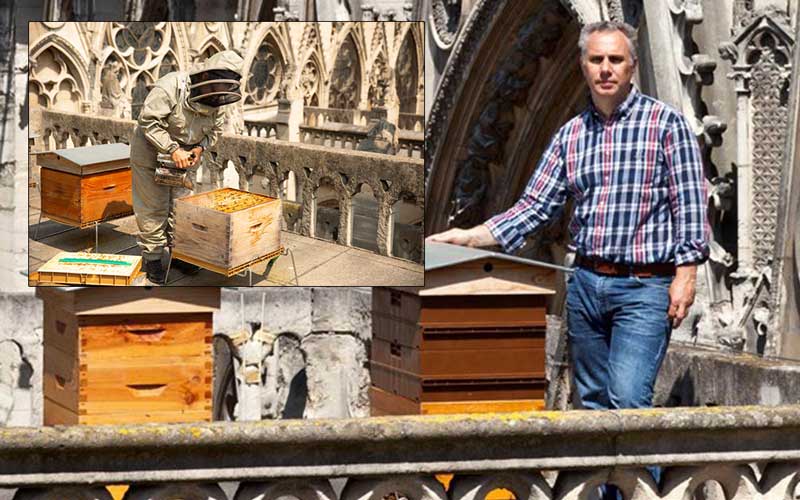 Во Франции озаботились судьбой пчел живших на крыше собора в Нотр-Даме