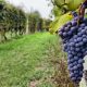 Виноград, виноградники, виноградарство
