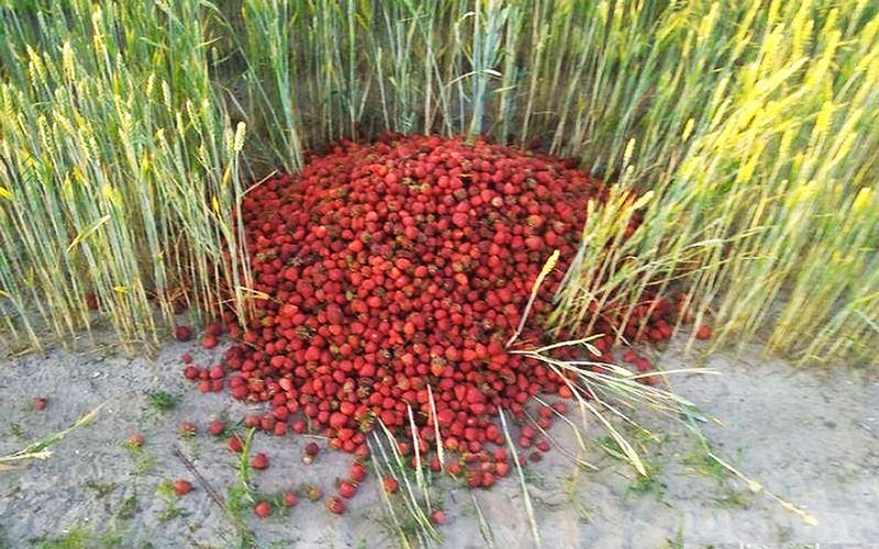 Высокий урожай клубники в России подкосил рынок Беларуси