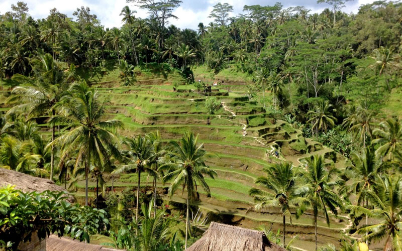 Тропическое сельское хозяйство