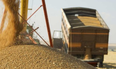 Пшеница, перевозка и хранение зерна