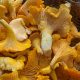 Сбор грибов, грибы лисички