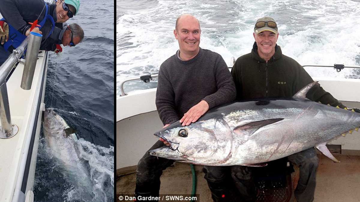 Ирландский рыбак поймал редчайшего тунца весом 272 кг