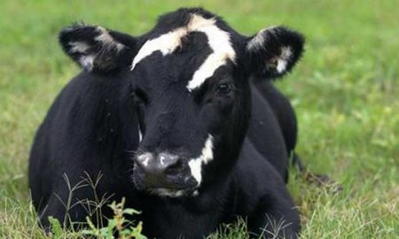 В Японии умерла первая в мире клонированная корова