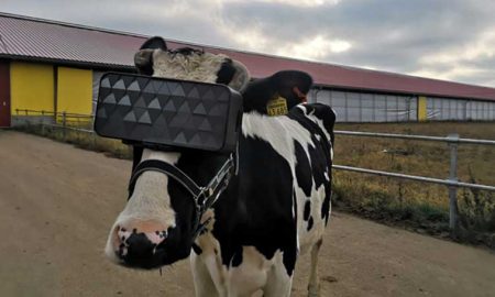 На красногорской ферме на коров надели очки виртуальной реальности