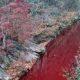 В Южной Корее река окрасилась в красный цвет от захороненных трупов свиней
