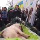 Аграрии Украины подложили к Раде свинью в гробу