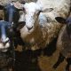 Зачем в Беларуси выращивают дорогих баранов и коз?