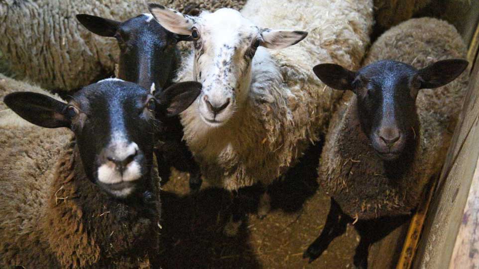Зачем в Беларуси выращивают дорогих баранов и коз?