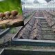 Выращивание улиток в России станет видом сельхоздеятельности