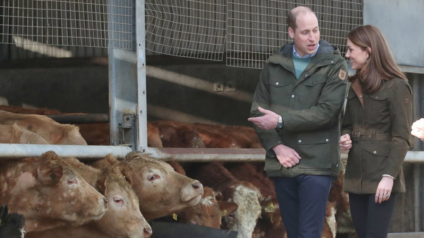 Принц Уильям и Кейт Миддлтон посетили экспериментальную  скотоводческую ферму