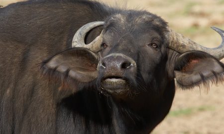 Азиатская буйволица убила своего хозяина и ранила его детей