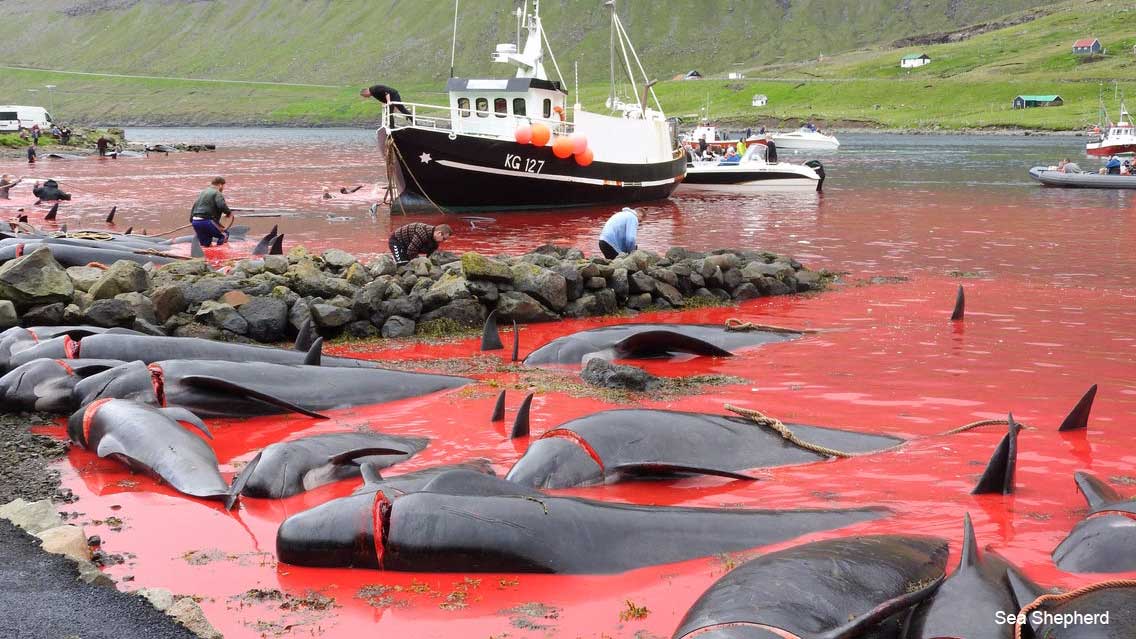 Гриндадрап — китовая охота: на Фарерах ритуально забили 250 китов
