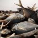 Ученые: причиной массовой гибели рыбы у берегов Мавритании стала слишком теплая вода