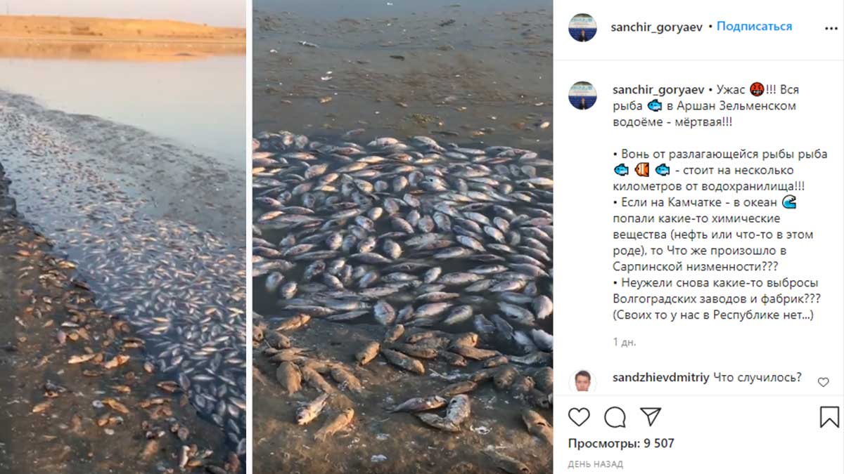 "Запах просто нереальный": огромное количество мертвой рыбы обнаружено в Калмыкии