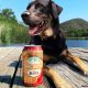 В США пивоварня открыла вакансию дегустатора собачьего пива