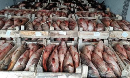 В Астрахани задержали организатора контрабанды 19 тонн рыбы