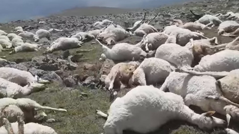 Удар молнии убил более 500 овец в Грузии