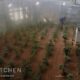 В Китае предложили выращивать в космосе ГМО-картофель с вкусной ботвой